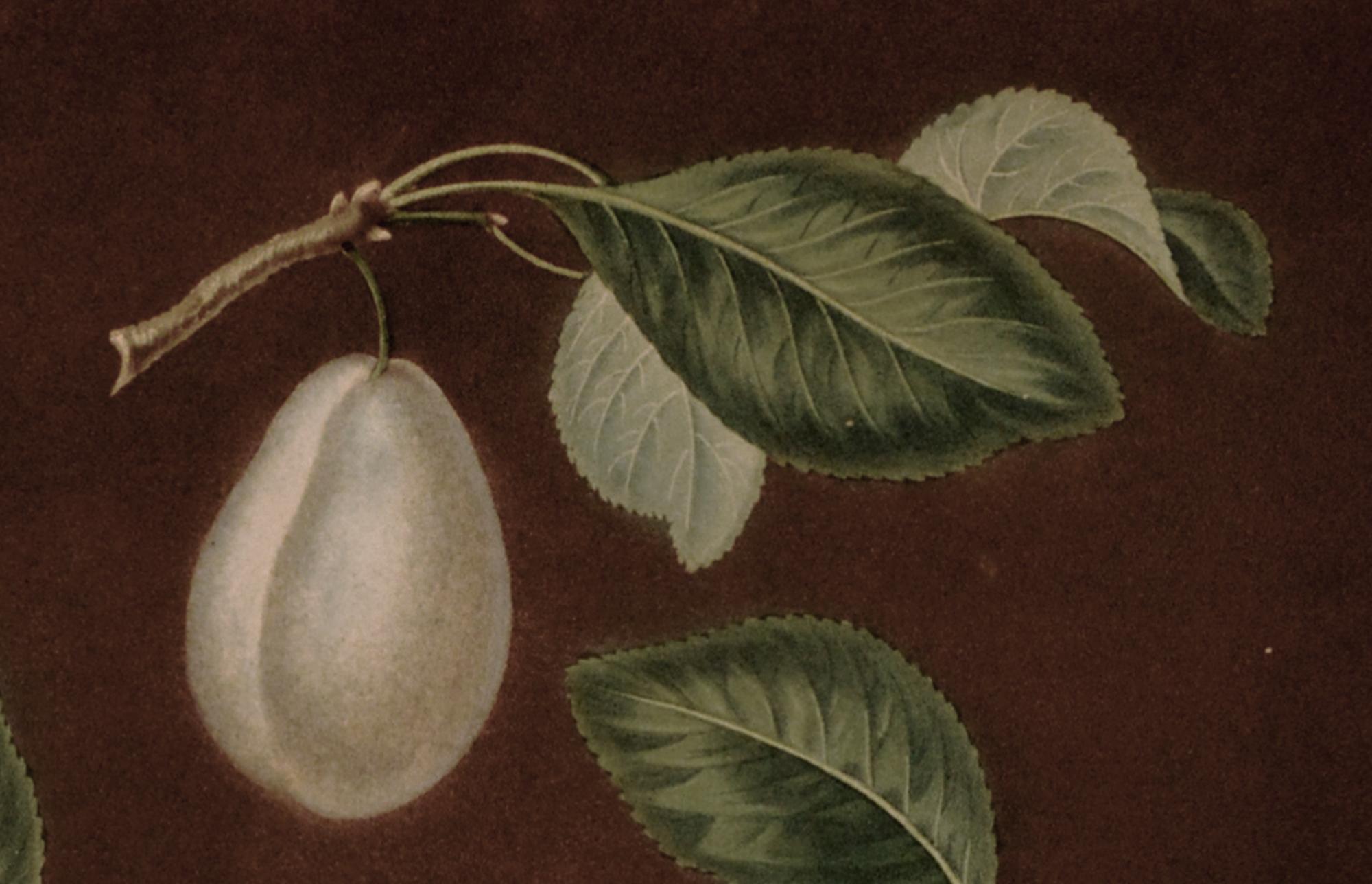 Regency Opulence: Brookshaw's Plums, Plate XVII, Dated 1806 In Good Condition For Sale In Downingtown, PA