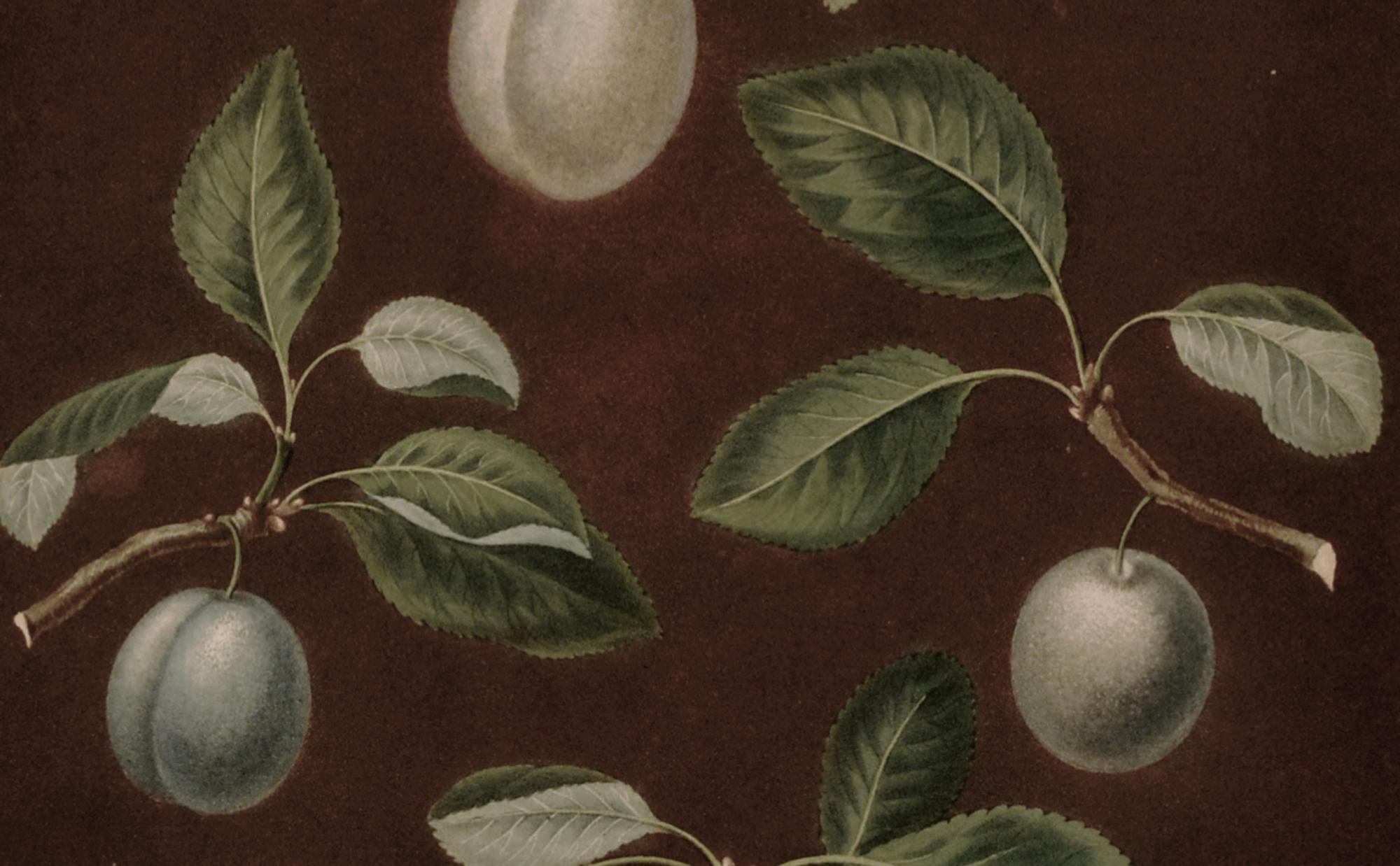 19th Century Regency Opulence: Brookshaw's Plums, Plate XVII, Dated 1806 For Sale
