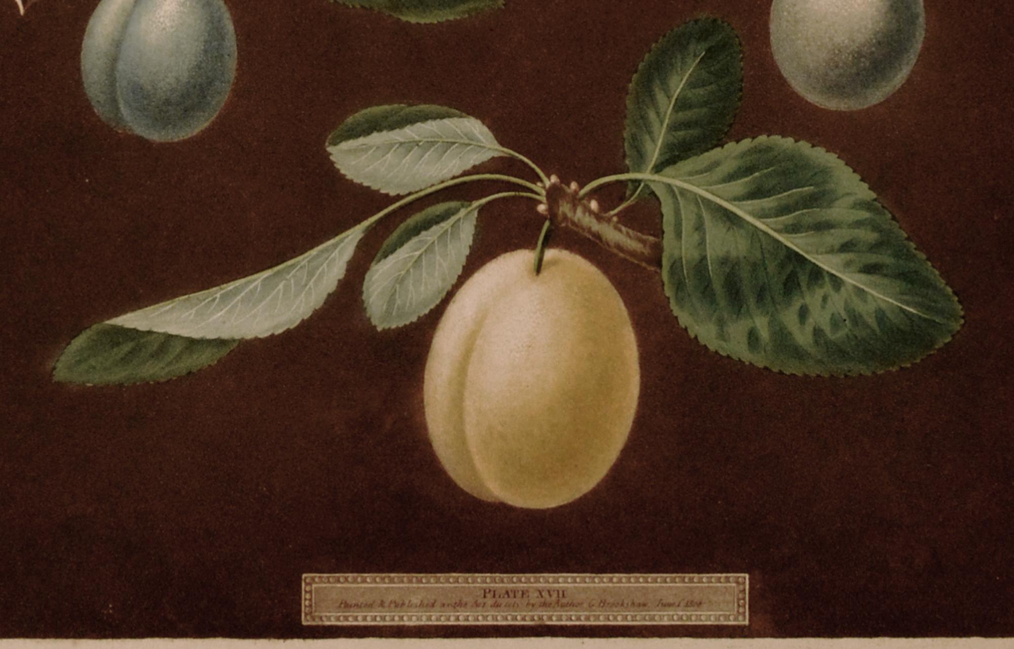 Paper Regency Opulence: Brookshaw's Plums, Plate XVII, Dated 1806 For Sale