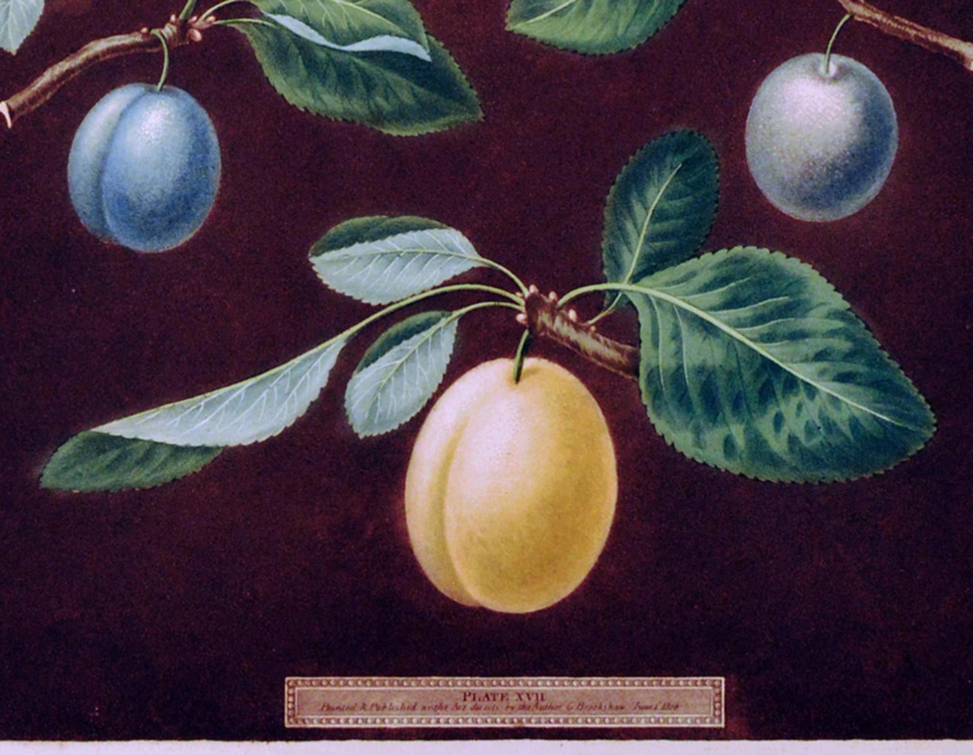 Regency Opulence: Brookshaw's Plums, Plate XVII, Dated 1806 For Sale 1