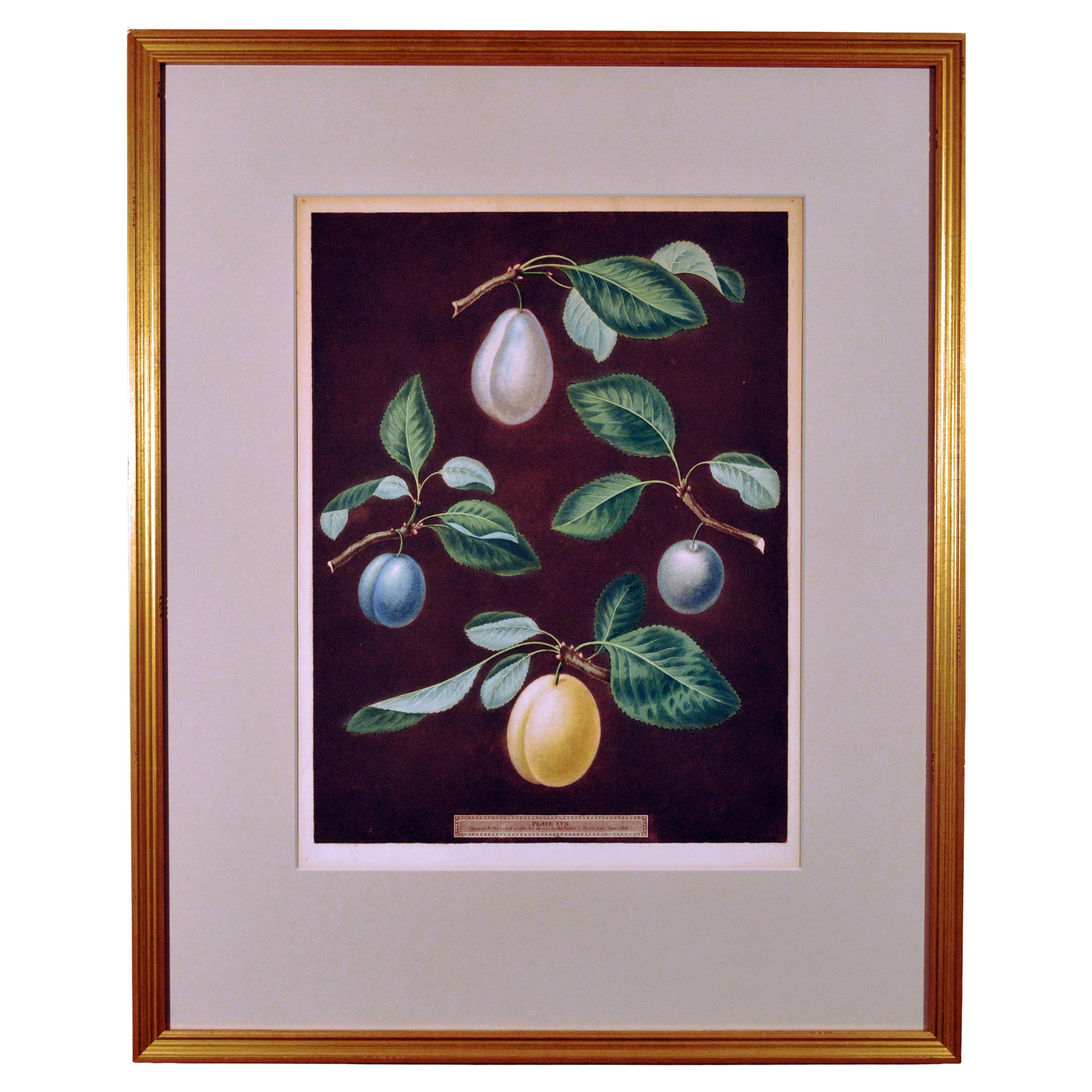 Regency Opulence: Brookshaw's Plums, Plate XVII, Dated 1806