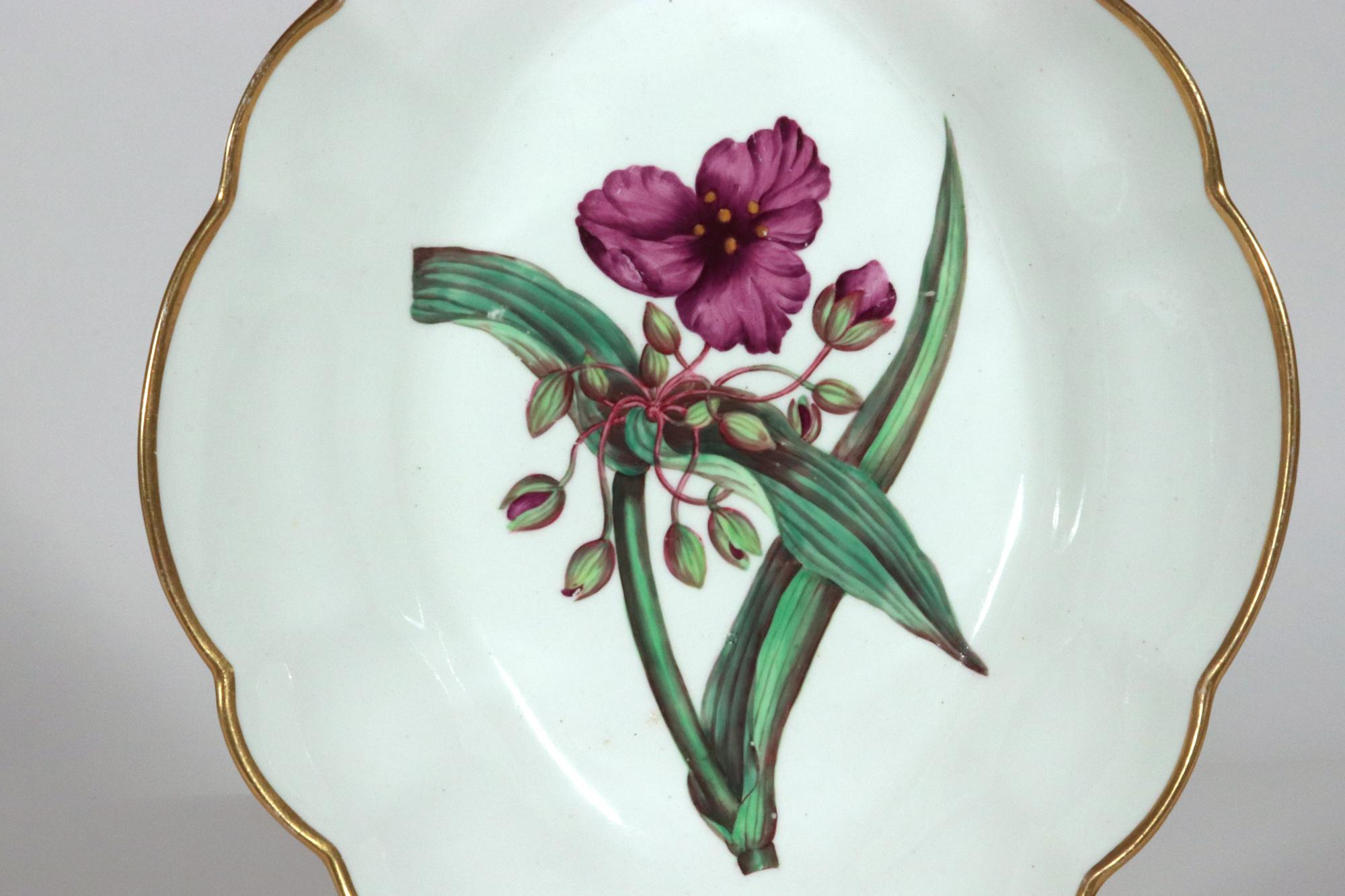 Spode Porcelain Botanical Specimen Dish,
Bulbocodium vernum, commonly called Spring Meadow Saffron, 
After William Curtis
Circa 1810-20

The botanical is after William Curtis's The Botanical Magazine illustrated by James Sowerby.  The image shows