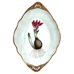 Regency Spode Porcelain Botanical Specimen Dish