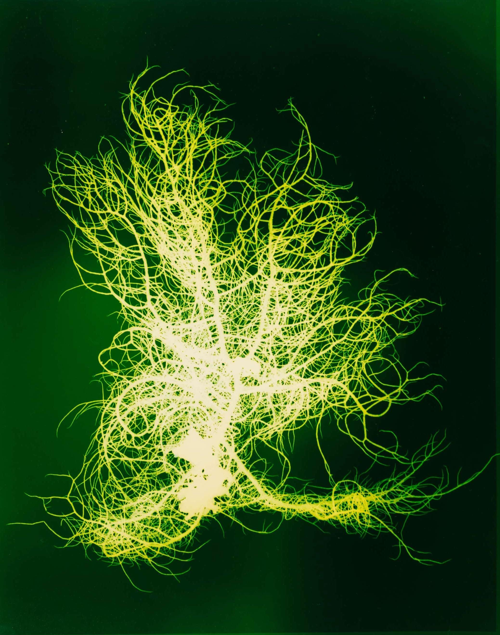 Regina Hügli
Lychen (Nr. 2/1)
2023
Photogram, framed behind glas
52 x 42 cm (30 x 24 cm)
Unique

For quite some time now, the photo artist Regina Hügli has occupied herself with water and the phenomenon of arborisation and budding. Regardless of