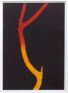 Arbres (bois flotté, n° 1) - Photogramme d'une branche de la nature rouge et jaune