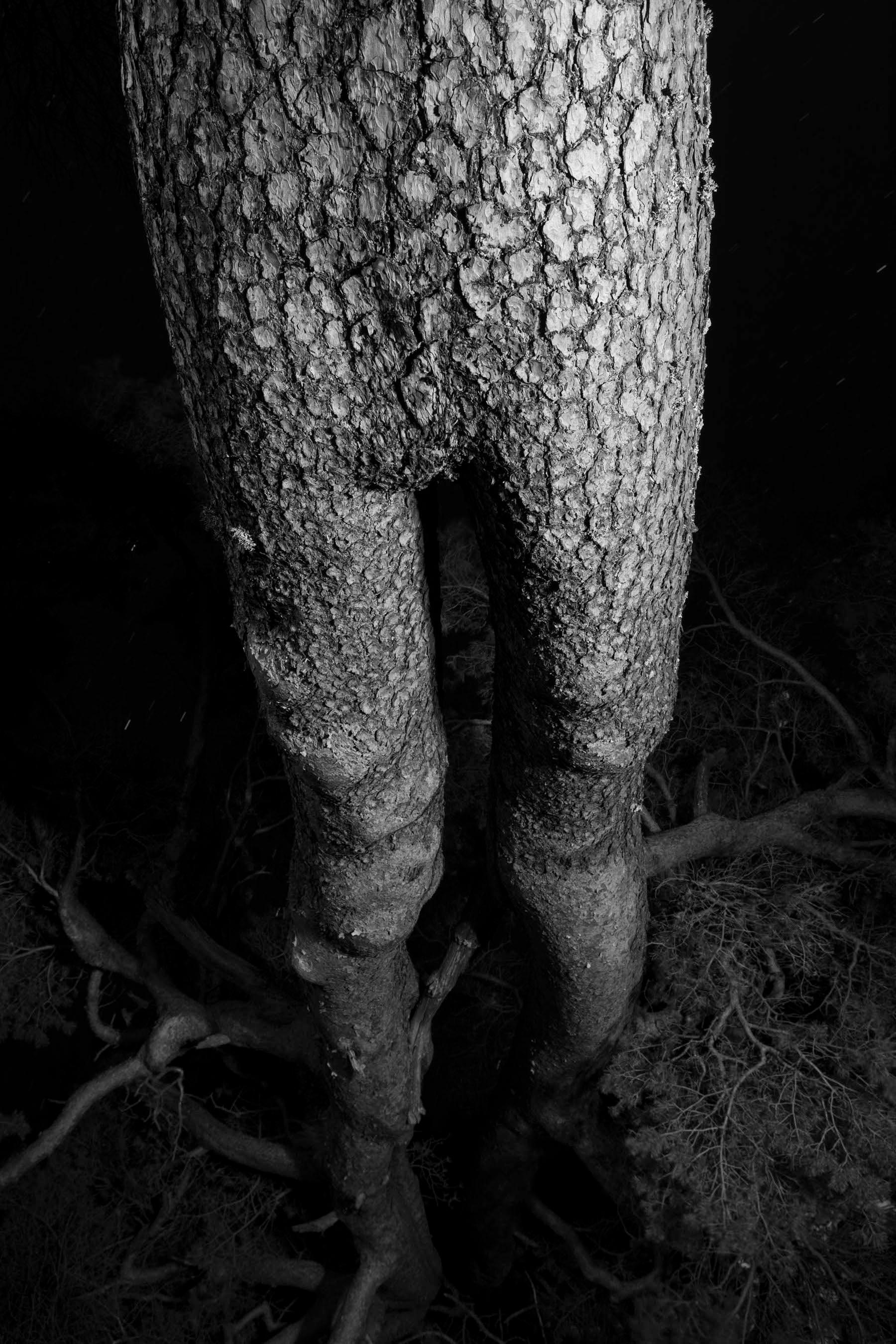Regina Hügli Landscape Photograph - Trees (Legs) - Black and White Uncanny Nature Photography