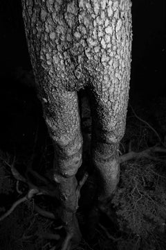 Arbres (jambes) - Photographie de la nature en noir et blanc et inquiétante