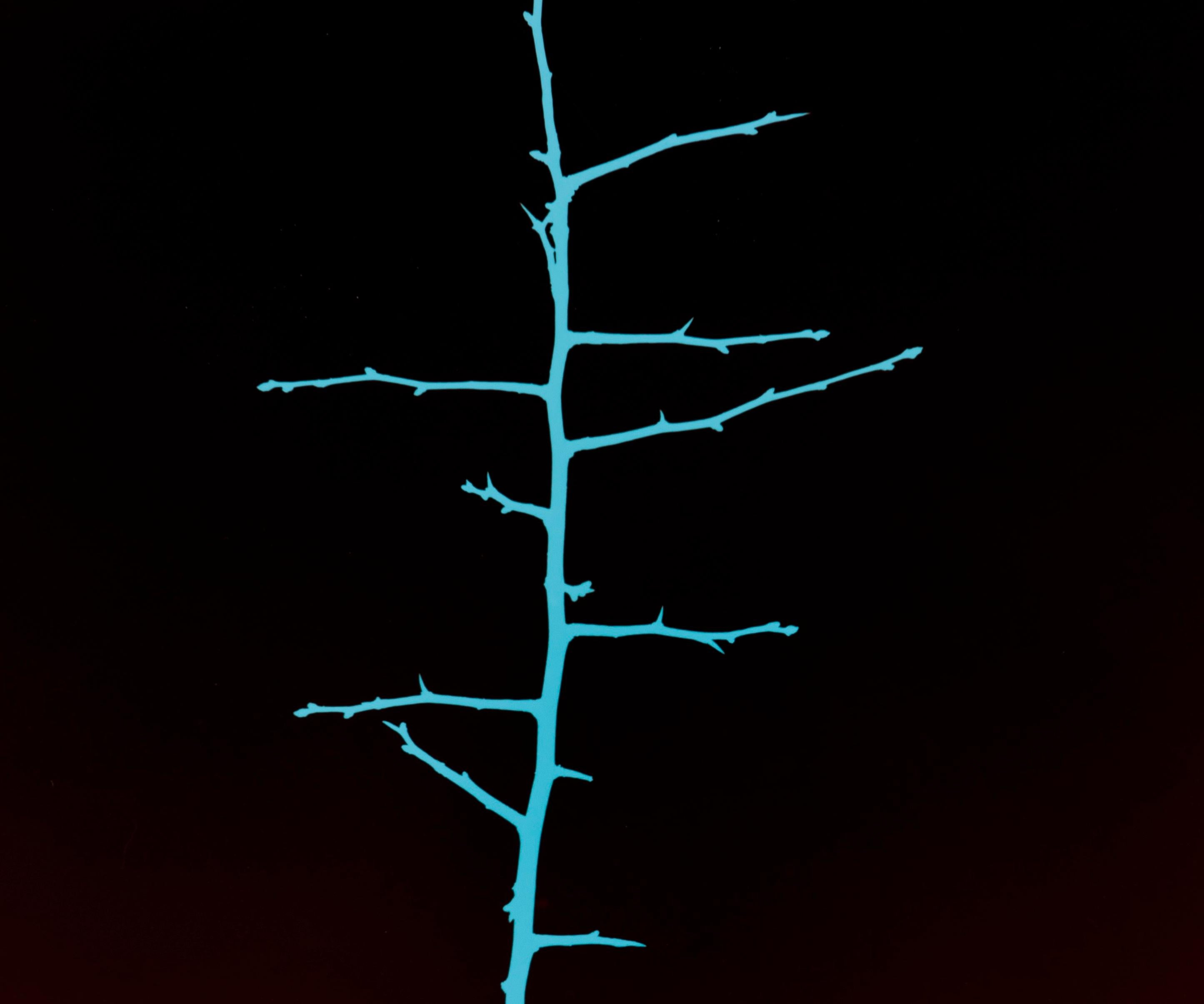 Trees (Nr. 9/2) - Black and Turquoise Blackthorn Branch Photogram - Photograph by Regina Hügli