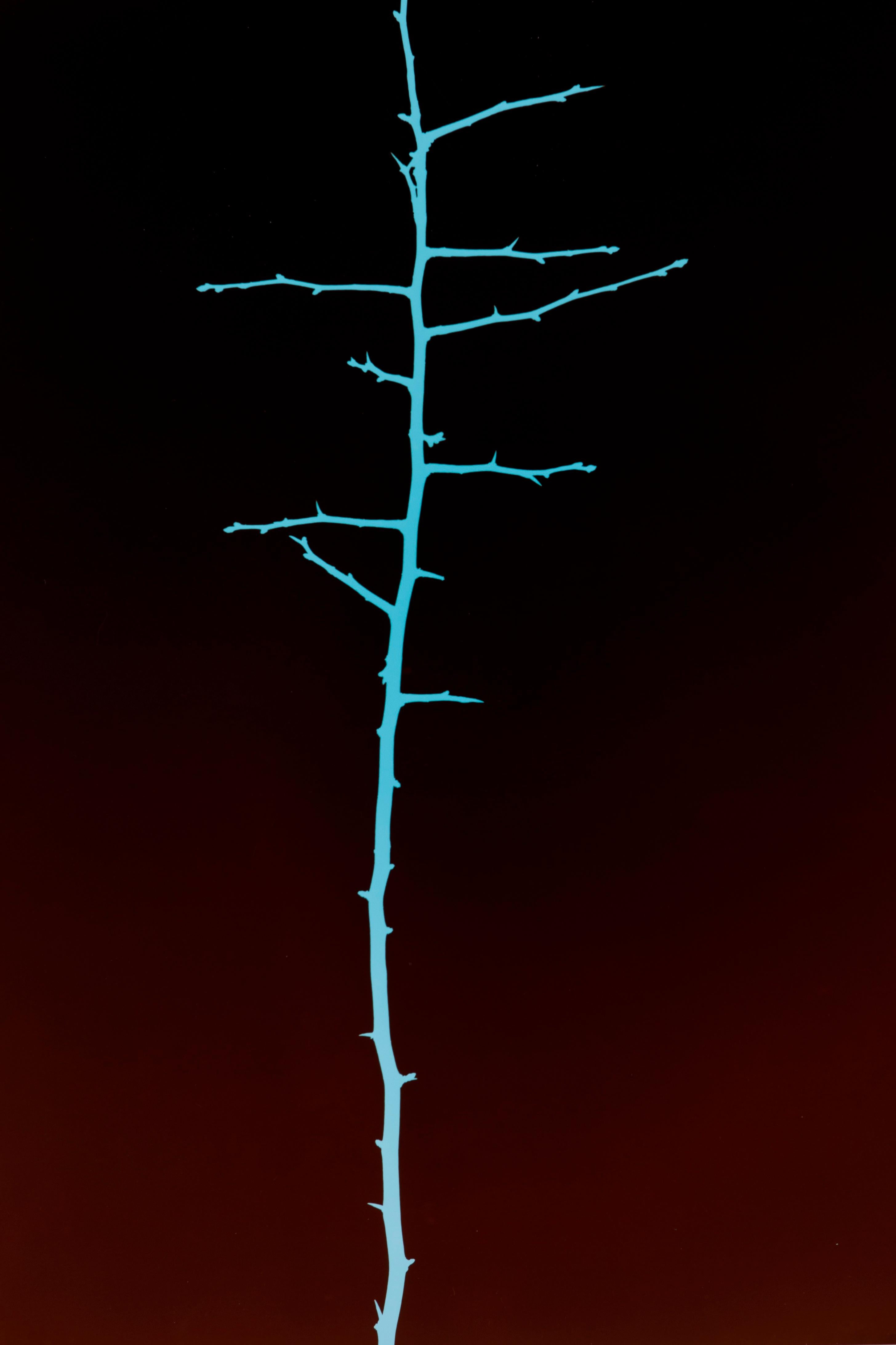 Regina Hügli Abstract Photograph - Trees (Nr. 9/2) - Black and Turquoise Blackthorn Branch Photogram