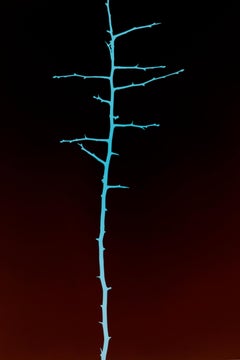 Arbres (Nr. 9/2) - Photogramme d'une branche de prunellier noir et turquoise