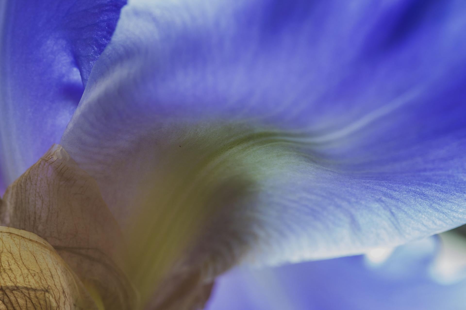 Komm näher, mein Schatz! Secret World of Plants, Deutsche botanische Fotografie von Macro (Konzeptionell), Photograph, von Reinhard Görner