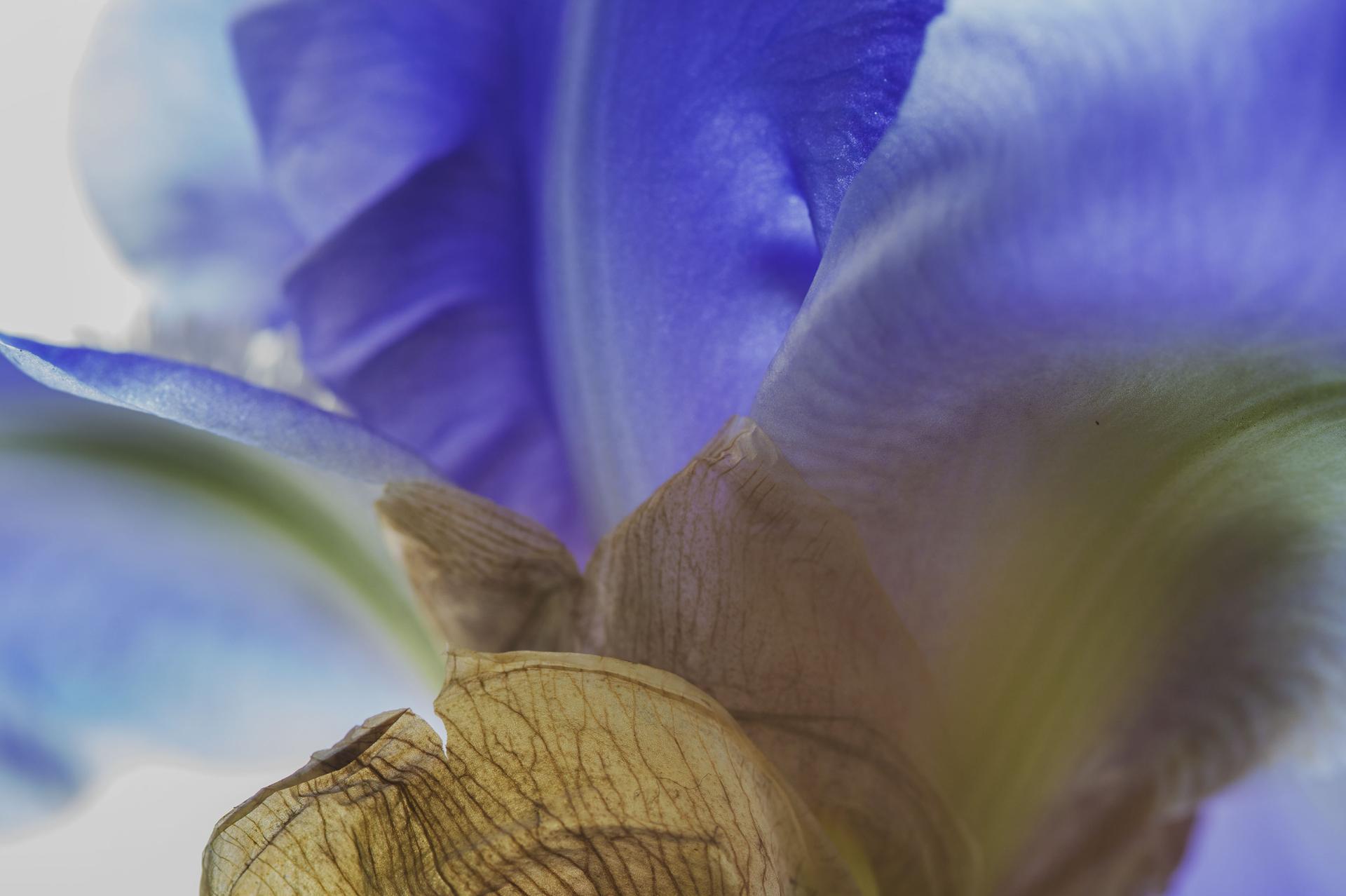 ¡Acércate, cariño! El Mundo Secreto de las Plantas, Fotografía Botánica Macro Alemana - Photograph de Reinhard Görner