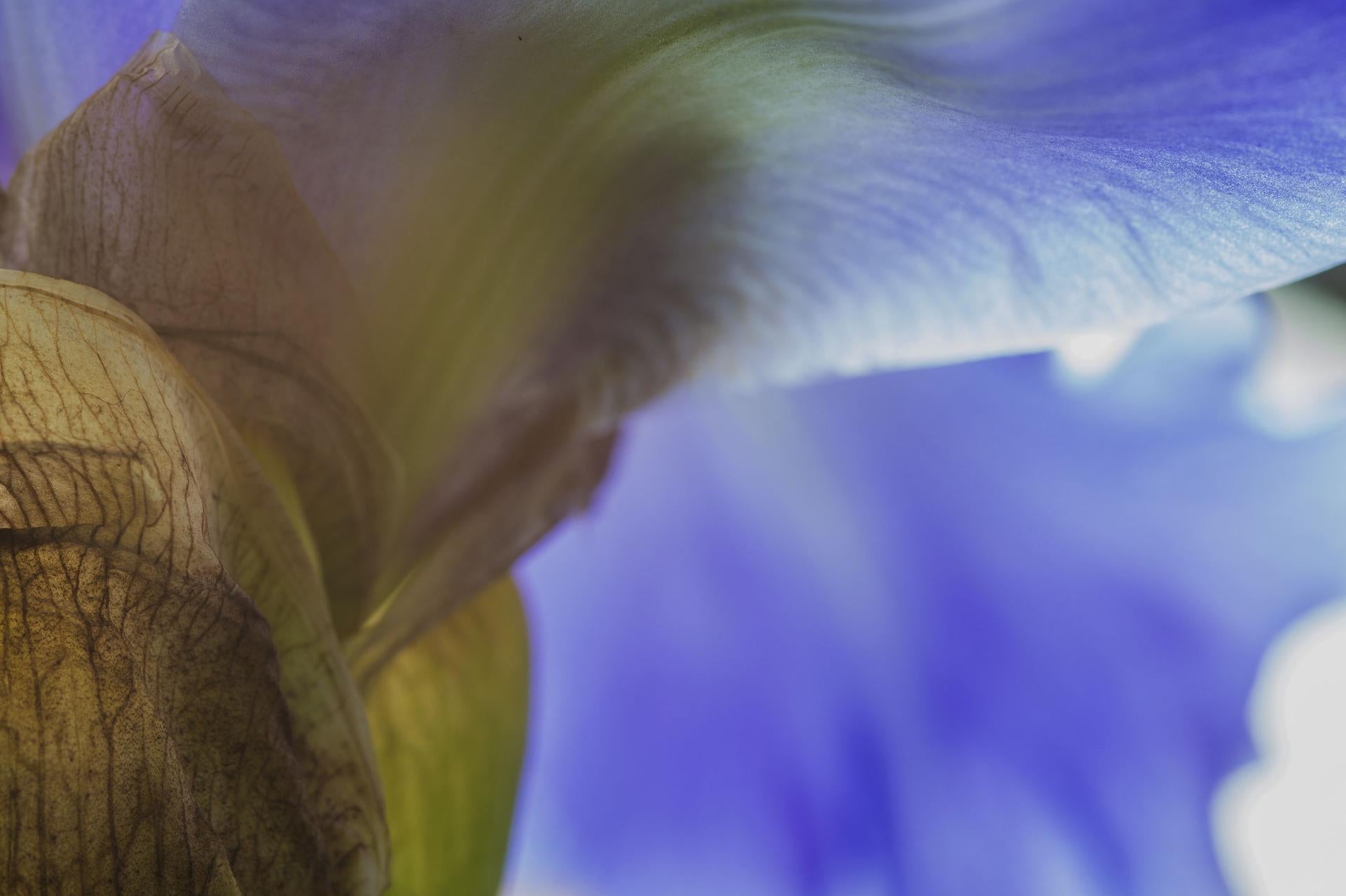 ¡Acércate, cariño! El Mundo Secreto de las Plantas, Fotografía Botánica Macro Alemana - Landscape Photograph Púrpura de Reinhard Görner
