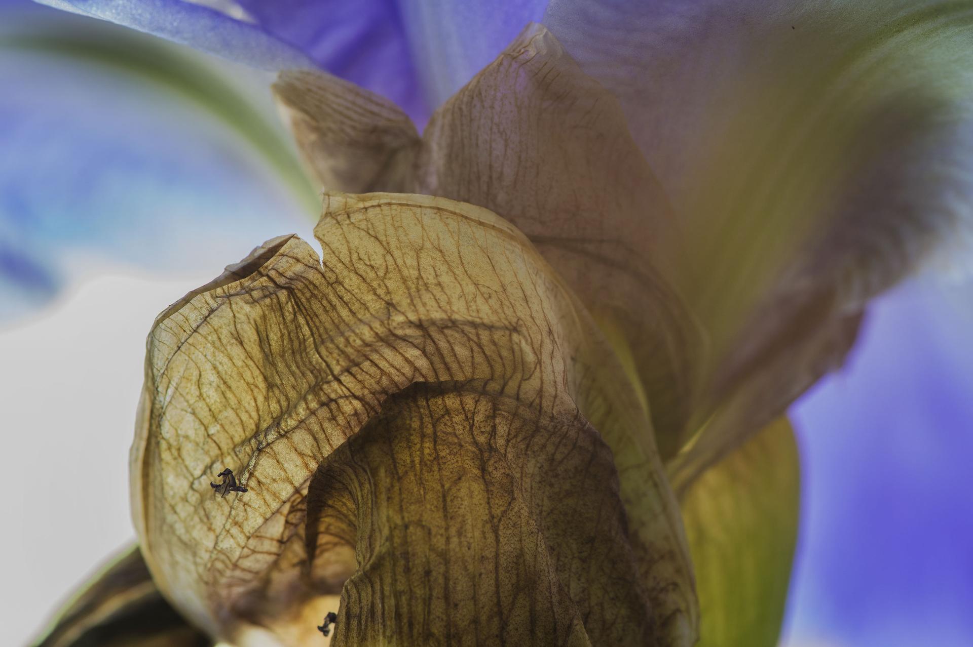 Esta cautivadora macrofotografía del artista German artist Reinhard Görner adentra al espectador en los intrincados y sensuales detalles de un iris en flor. Los pétalos suaves y aterciopelados en tonos violeta y añil envuelven al espectador,