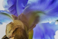 Come Closer, Darling! Secret World of Plants, German Macro Botanical Photograph