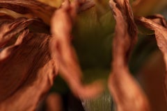 Cosmic Dance, Secret World of Plants, German Macro Botanical Photograph