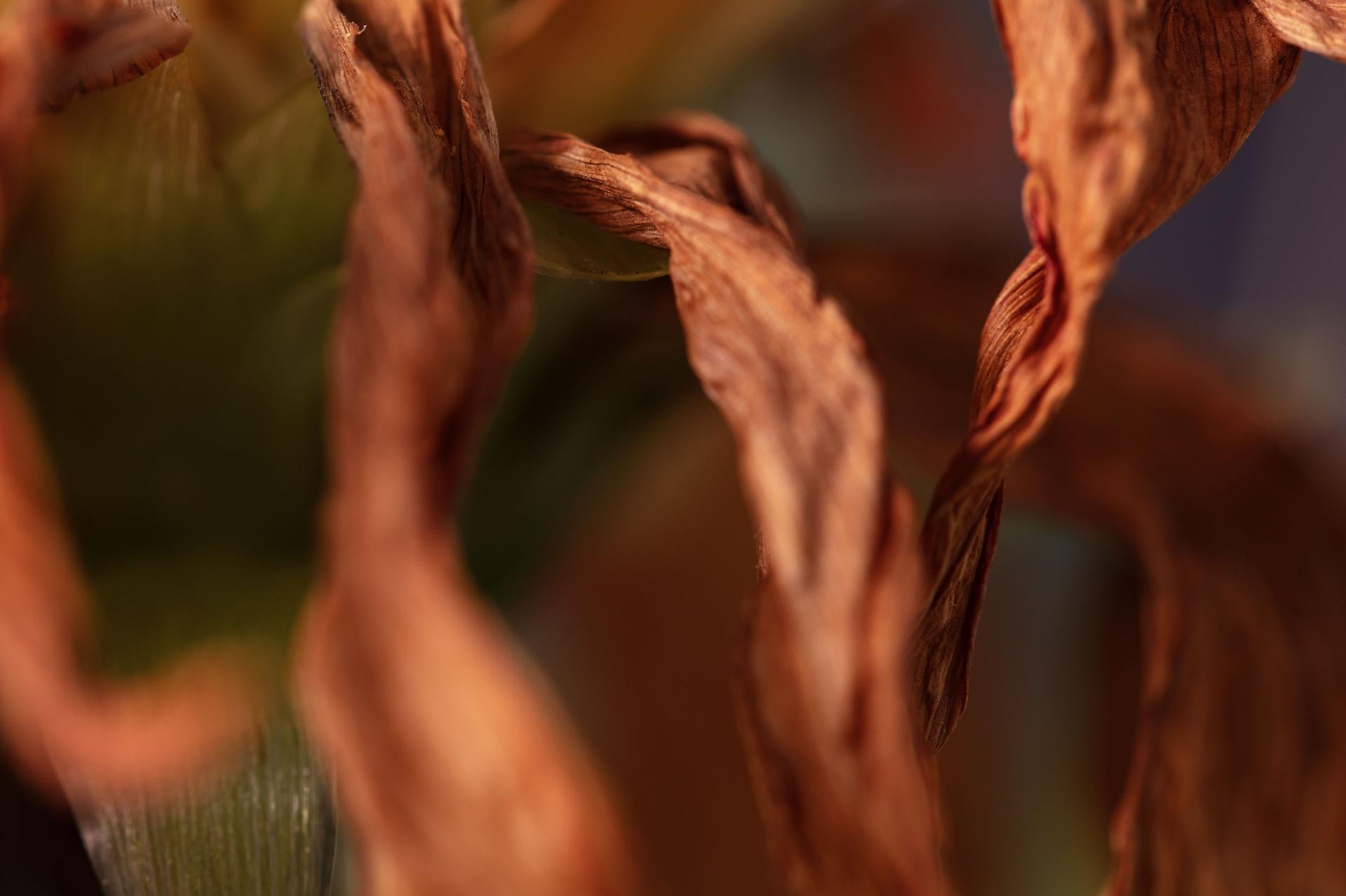 An intimate portrayal of nature’s elaborate choreography, Cosmic Dance is a fine art photograph that invites the viewer into a world of vibrant textures and earthy chromatics. With its rich amber and golden tones contrasted against soft, organic