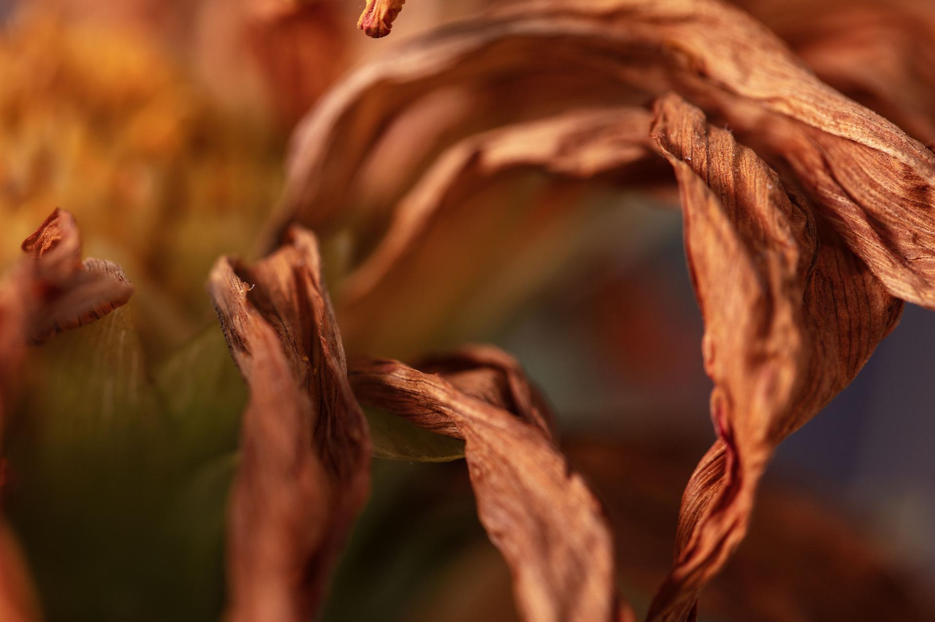 Cosmic Dance, Secret World of Plants, German Macro Botanical Photograph For Sale 1