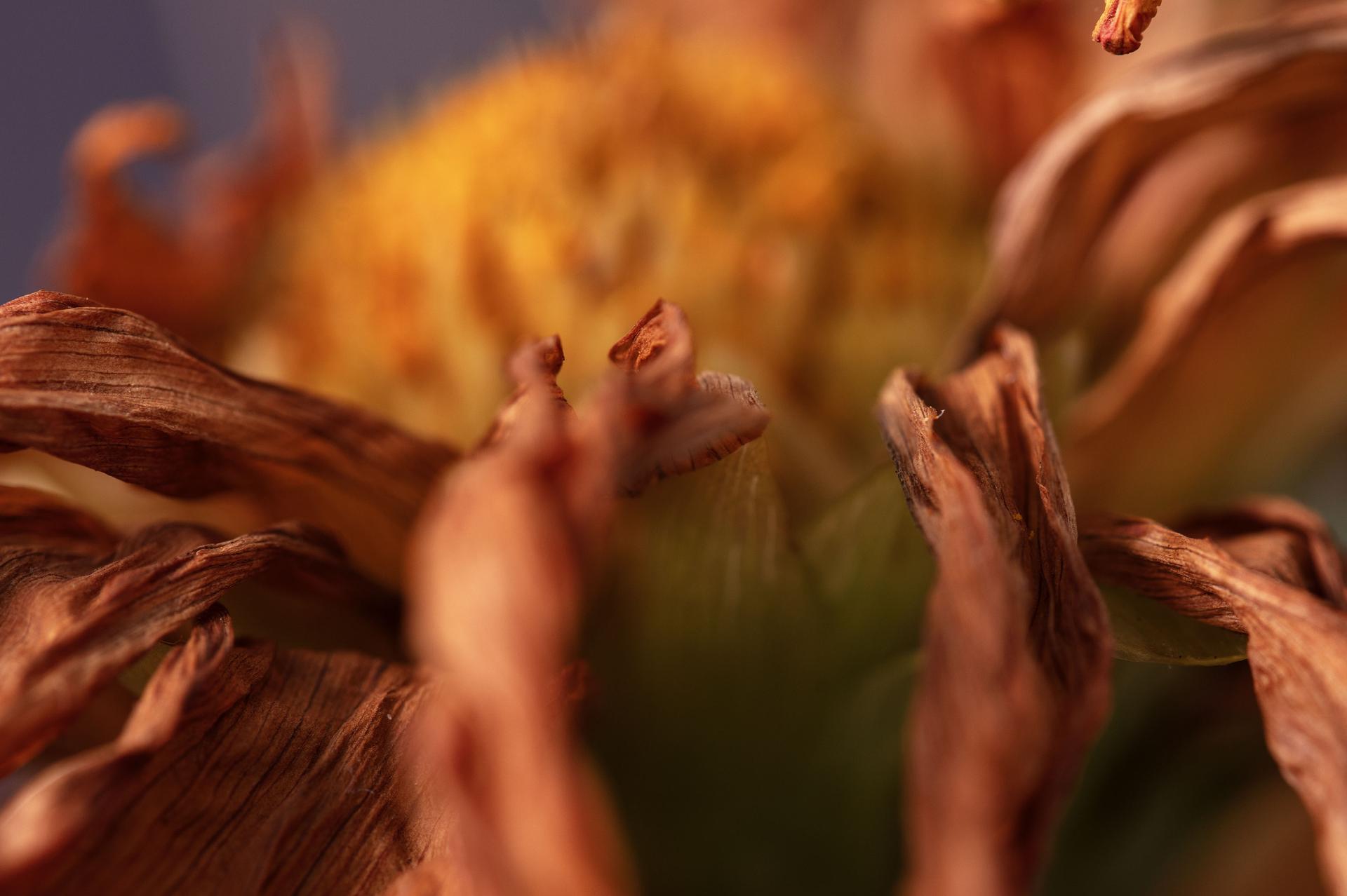 Cosmic Dance, Secret World of Plants, German Macro Botanical Photograph For Sale 2