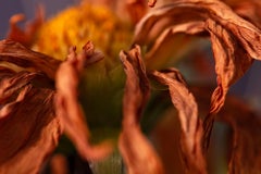 Danza cosmica, mondo segreto delle piante, fotografia macro botanica tedesca