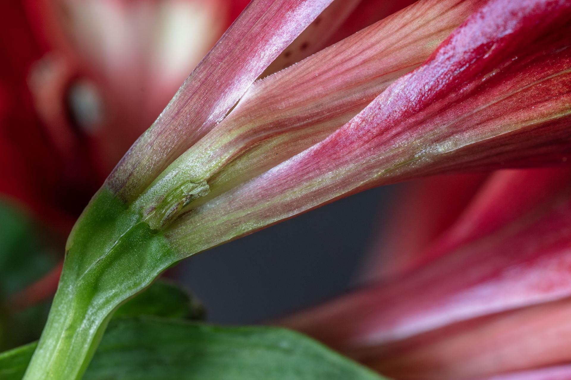 In this mesmerizing macro photograph, Görner masterfully captures the delicate interplay between form and color within a flower's intimate landscape. The soft, diaphanous pink petals sweep across the frame like silk, leading the eye to a dramatic