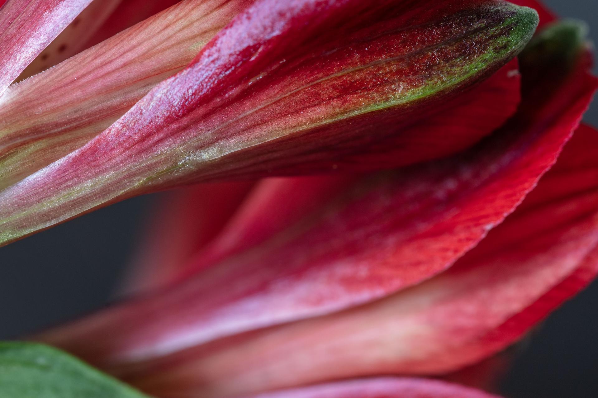 Dangerous Love, Secret World of Plants, German Macro Botanical Photograph For Sale 1