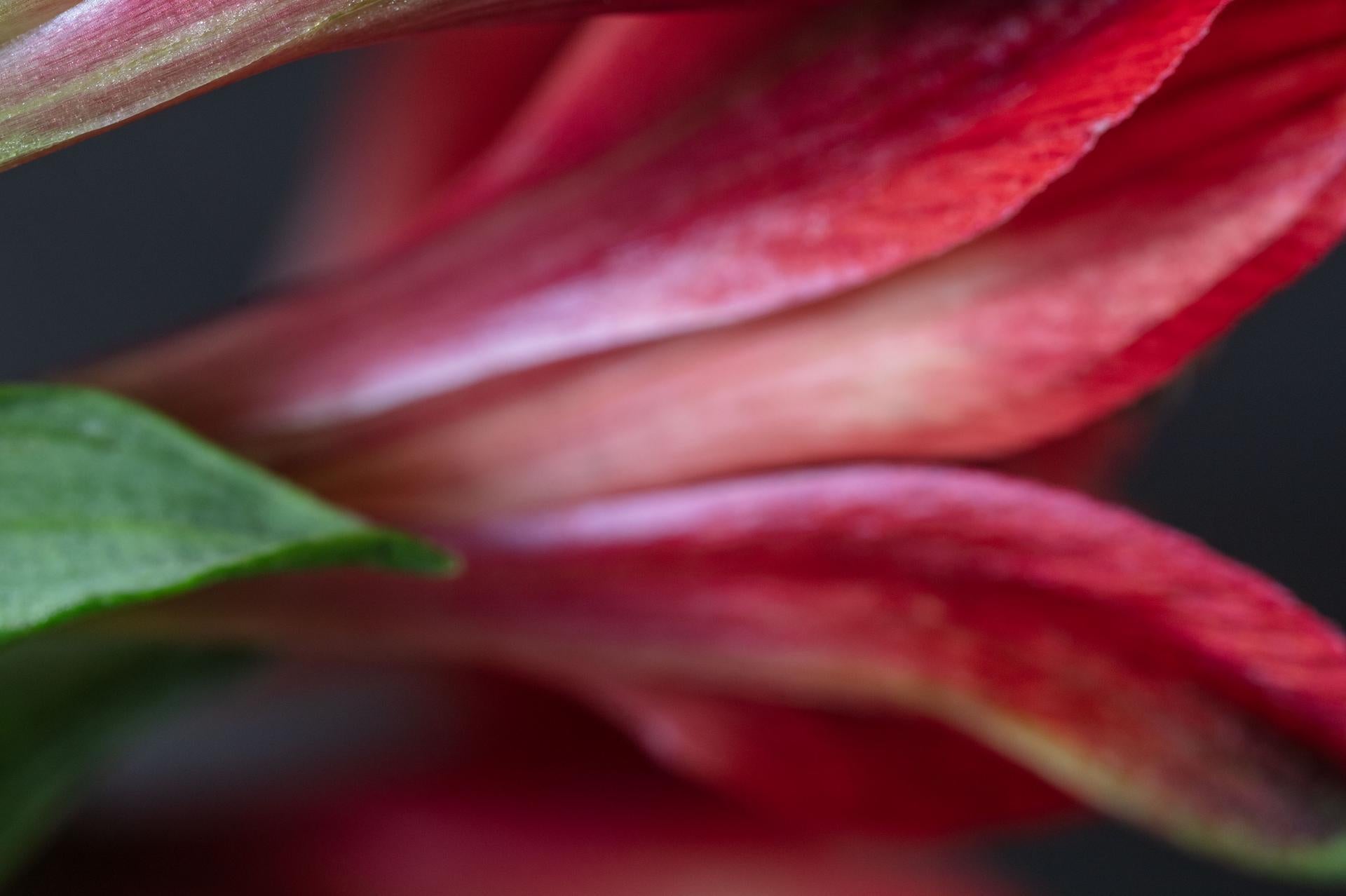 Dangerous Love, Secret World of Plants, German Macro Botanical Photograph For Sale 2