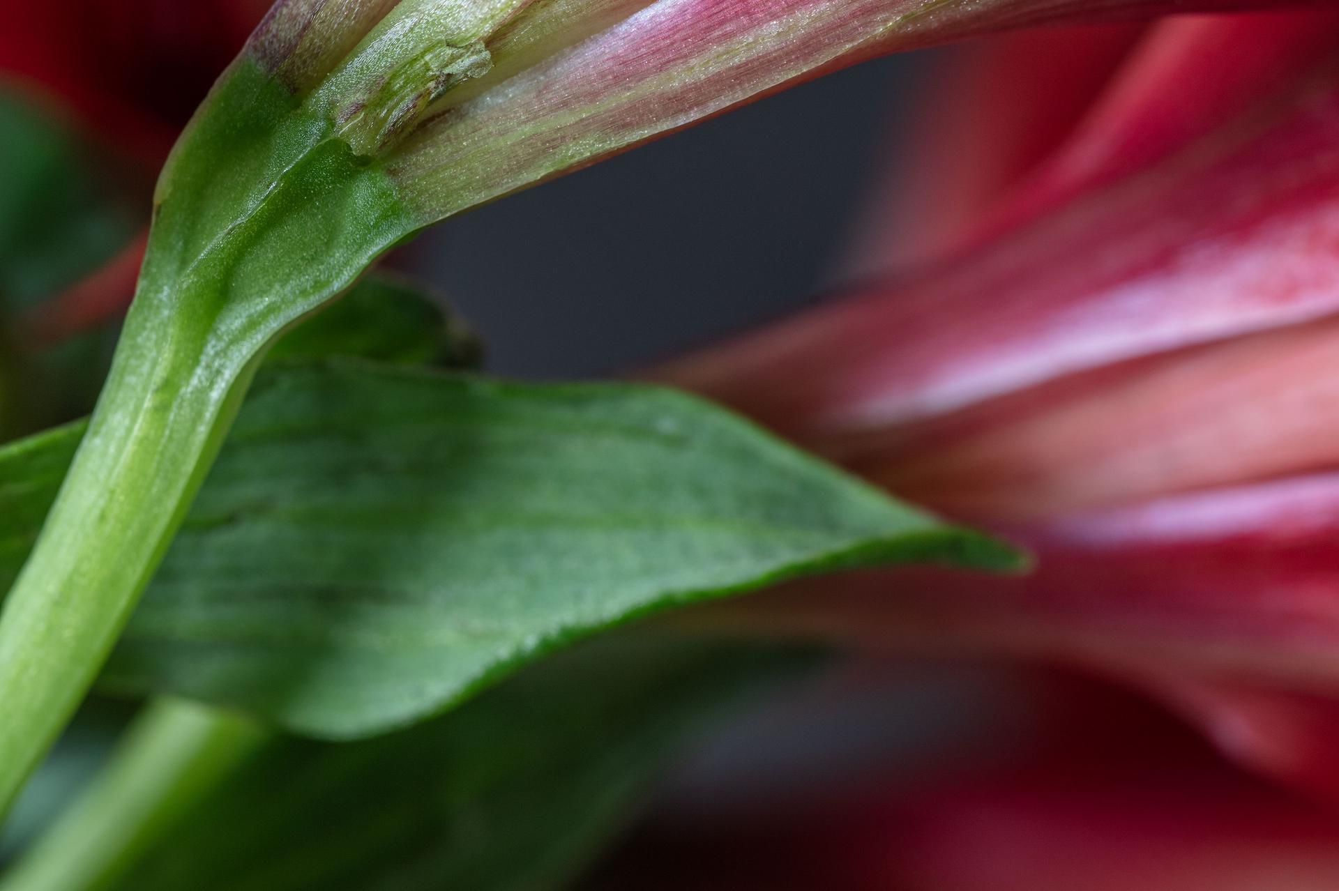 Dangerous Love, Secret World of Plants, German Macro Botanical Photograph For Sale 3