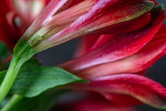 Love Dangerous Love, Secret World of Plants, photographie botanique allemande de Macro