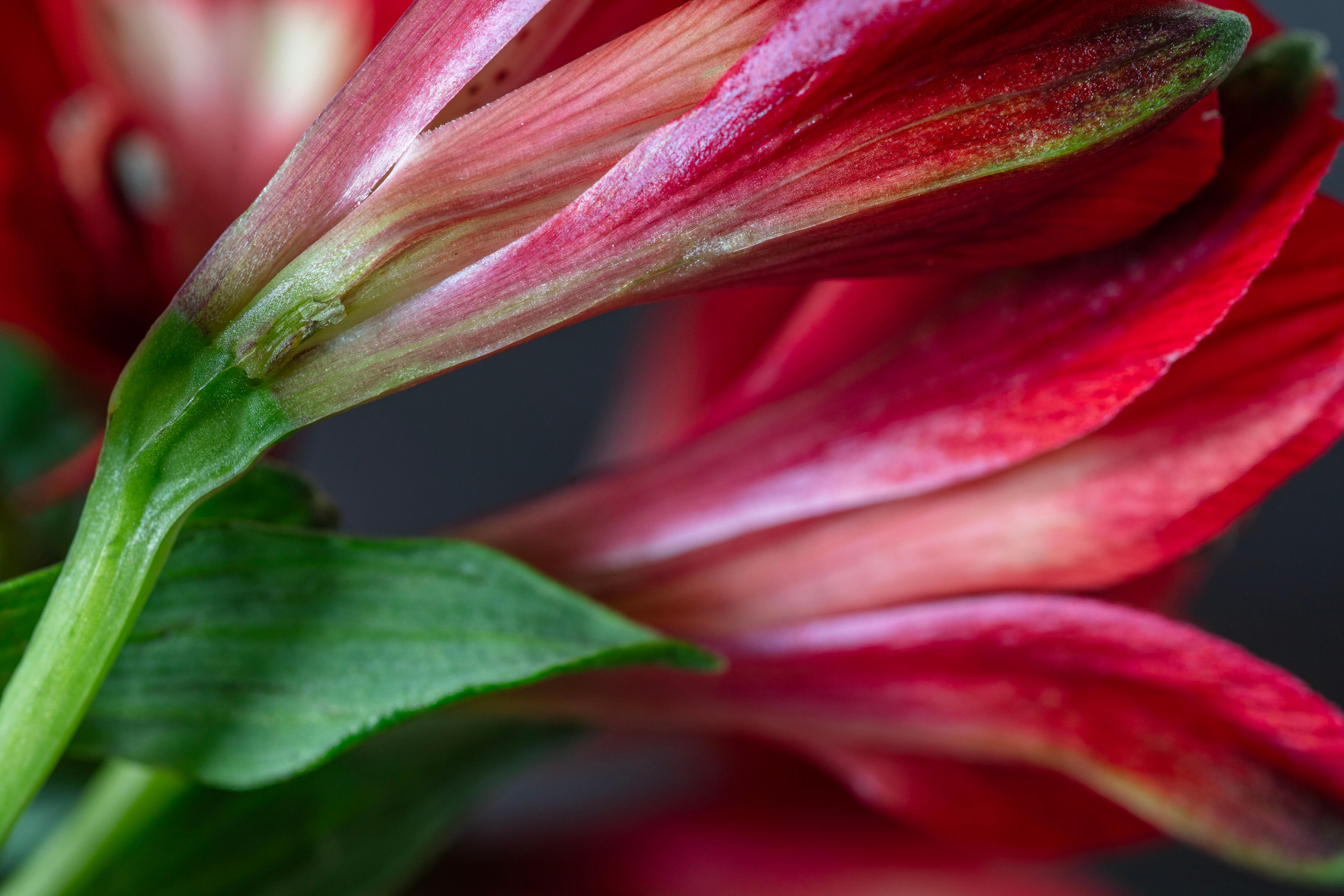 Reinhard Görner Color Photograph - Dangerous Love, Secret World of Plants, German Macro Botanical Photograph