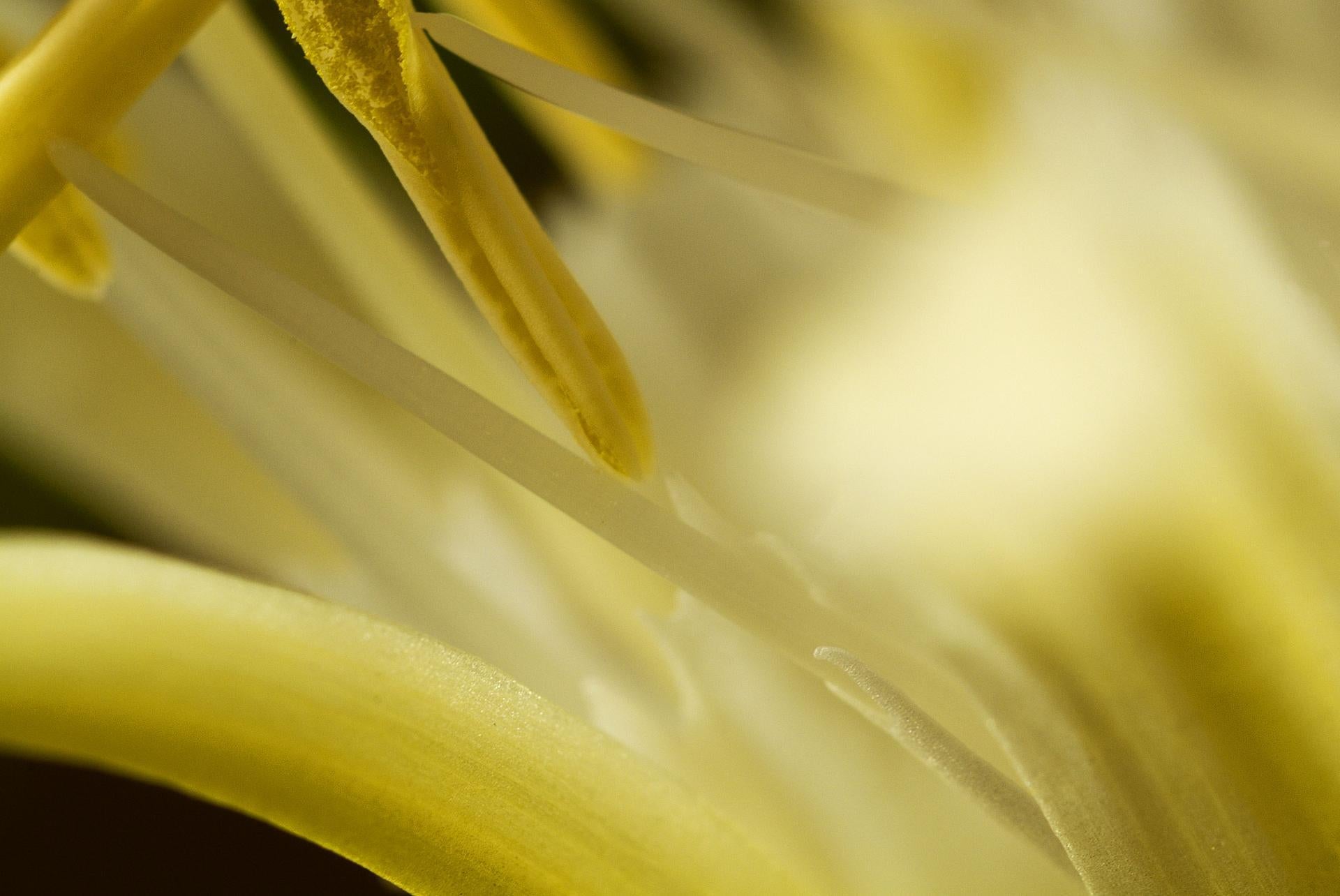 Flammengelbe, Geheime Welt der Pflanzen, deutsche botanische Fotografie von Macro – Photograph von Reinhard Görner