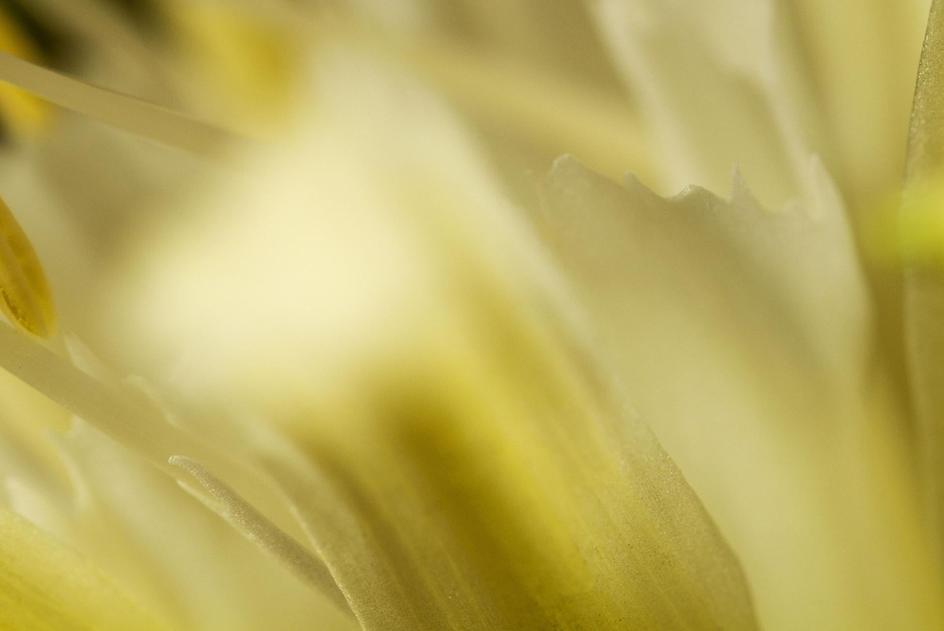 Flammengelbe, Geheime Welt der Pflanzen, deutsche botanische Fotografie von Macro (Konzeptionell), Photograph, von Reinhard Görner