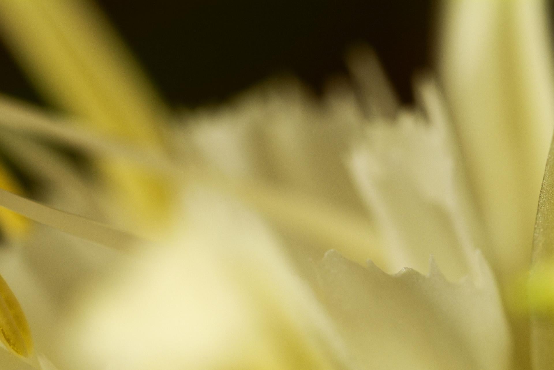Flammengelbe, Geheime Welt der Pflanzen, deutsche botanische Fotografie von Macro (Braun), Still-Life Photograph, von Reinhard Görner