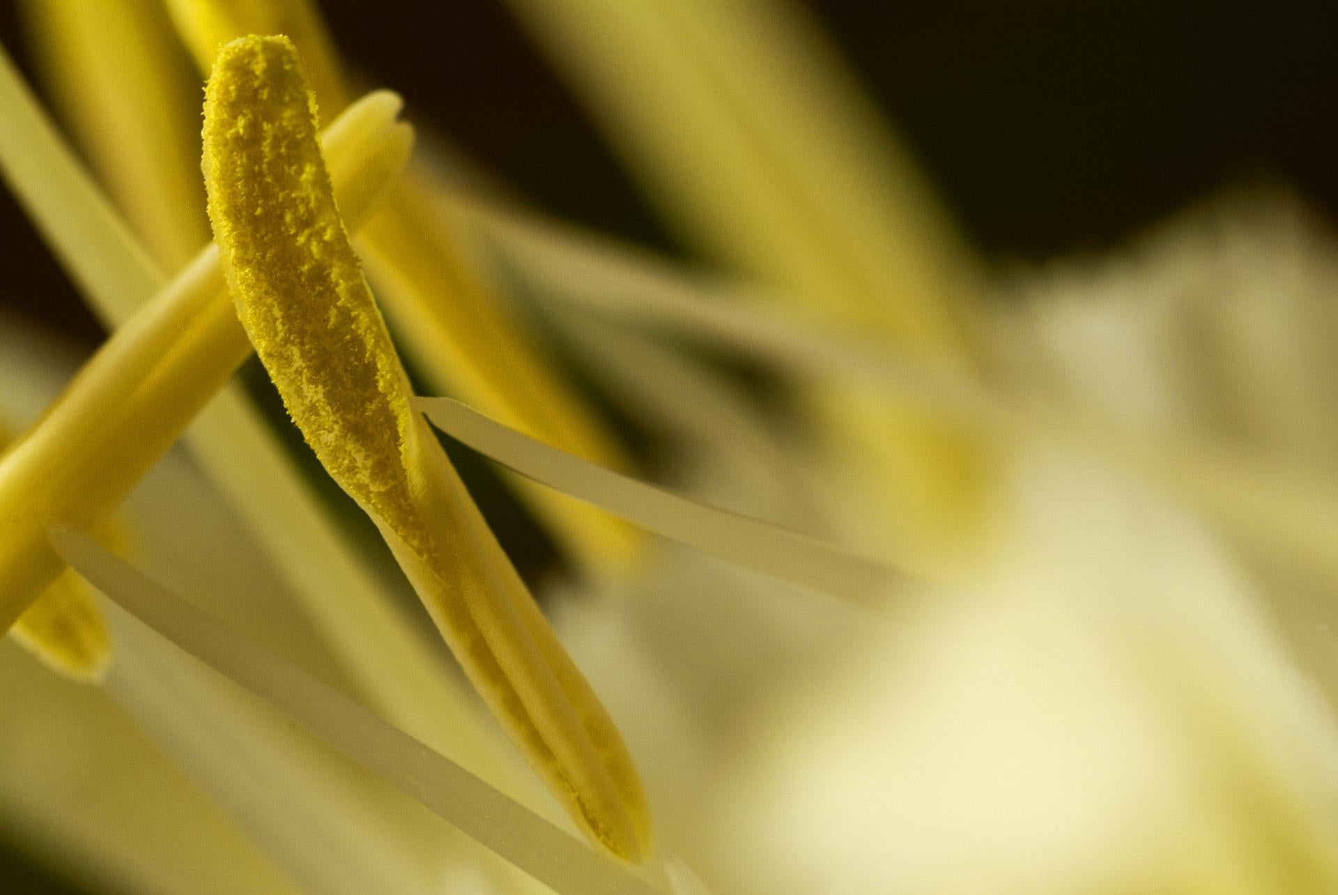 In dieser fesselnden Makrofotografie enthüllt Görner gekonnt das komplizierte Zusammenspiel von Textur und Licht innerhalb der zarten Anatomie einer Blume. Die leuchtenden Gelbtöne strahlen Wärme und Energie aus, während die Weichzeichnerübergänge