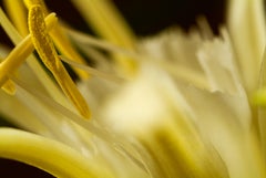 Yellow flamboyant, Secret World of Plants, photographie botanique allemande de Macro