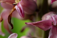 Let's Fly Away, Secret World of Plants, German Macro Botanical Photograph