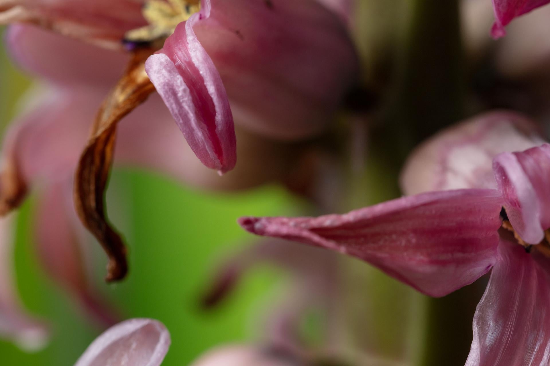 Let's Fly Away, Secret World of Plants, German Macro Botanical Photograph - Brown Color Photograph by Reinhard Görner