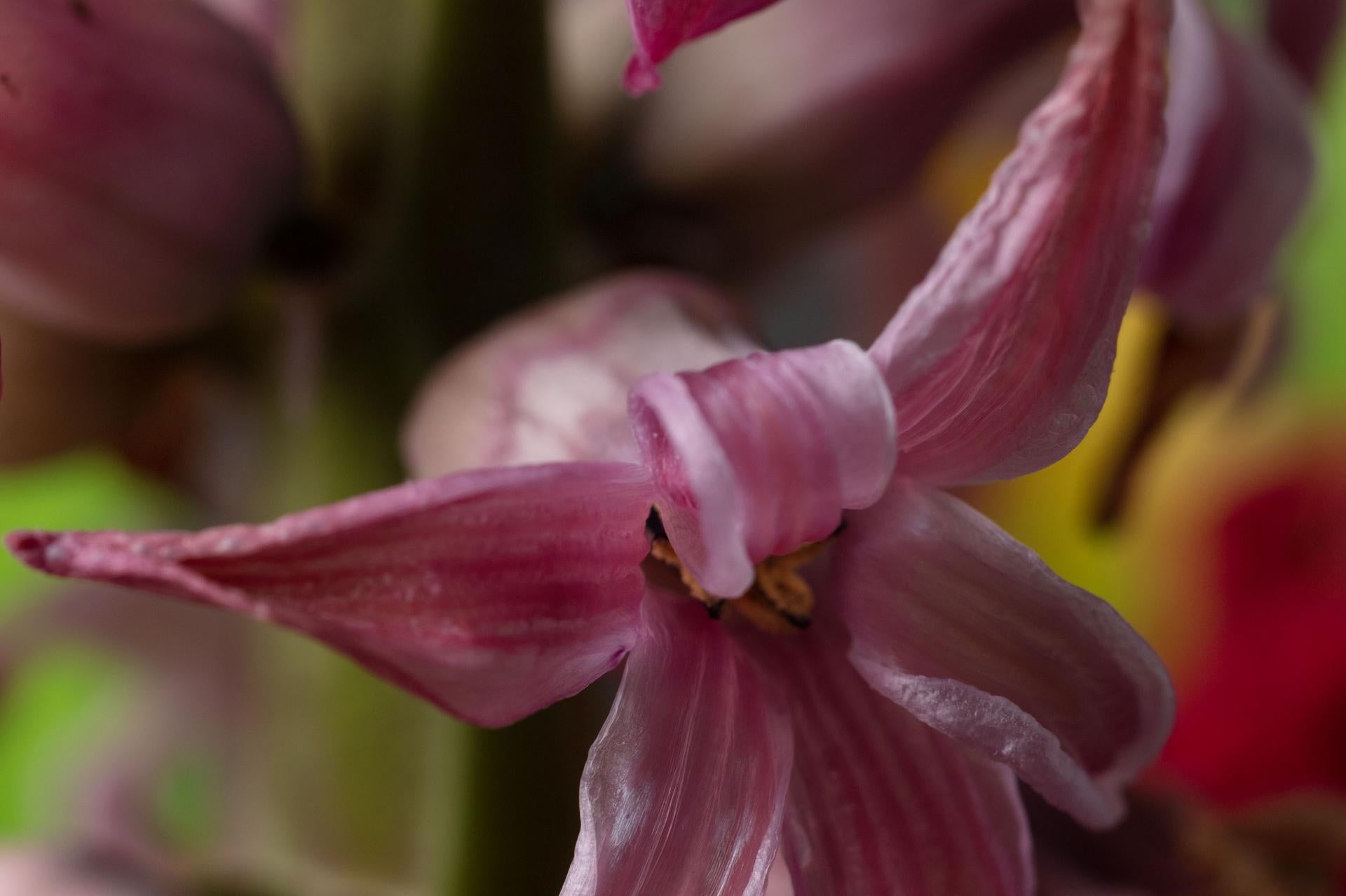 This exquisite fine art photograph captures the delicate interplay of light and texture, inviting the viewer to explore the ephemeral beauty of nature in intimate detail. A celebration of life’s fleeting elegance, Reinhard Görner’s work is a poetic