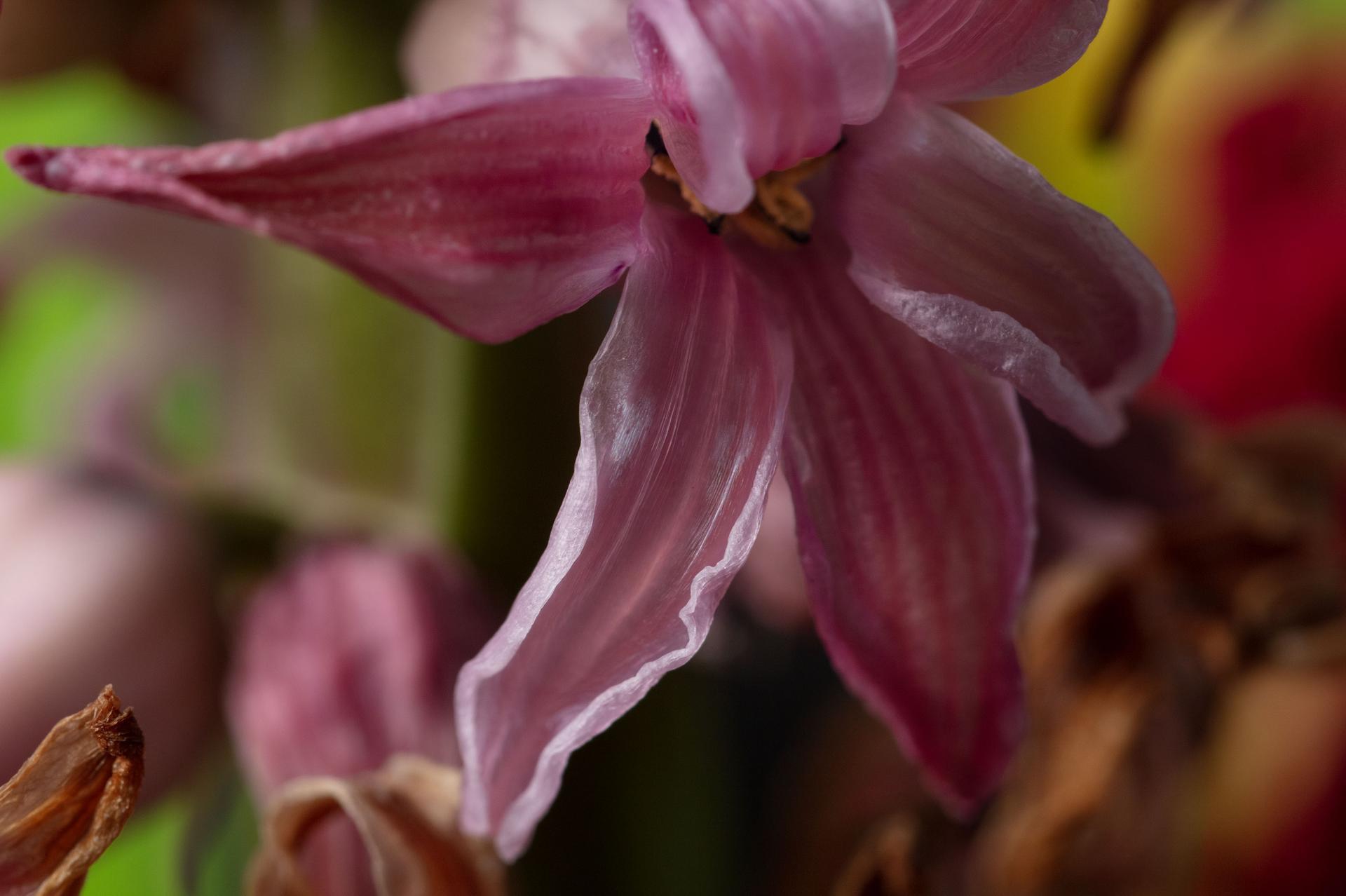 Let's Fly Away, Secret World of Plants, German Macro Botanical Photograph For Sale 1
