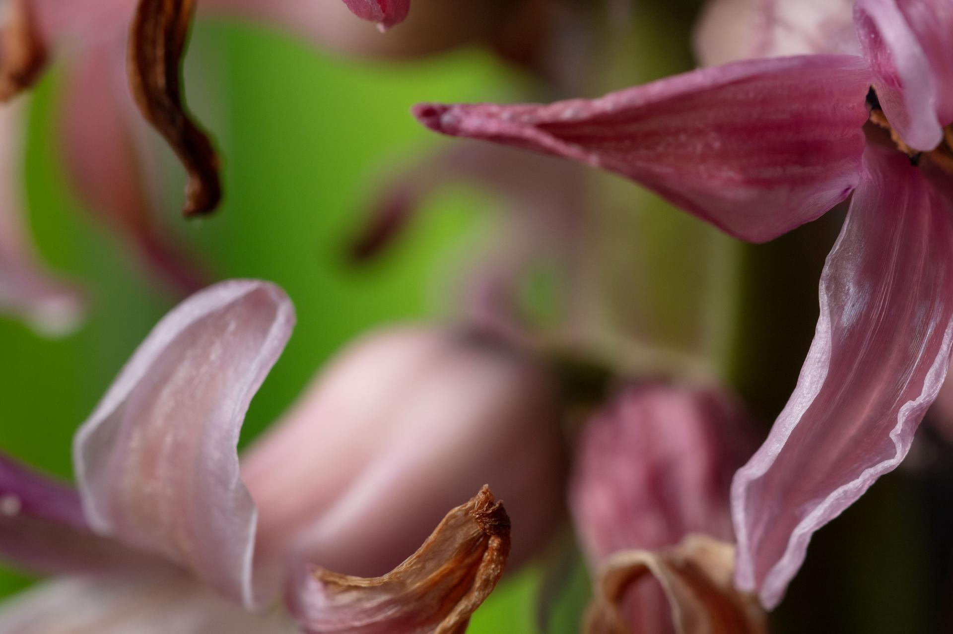 Let's Fly Away, Secret World of Plants, German Macro Botanical Photograph For Sale 2