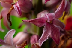 Voliamo via, Mondo segreto delle piante, fotografia macro botanica tedesca