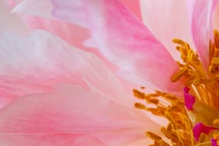 Longing, Secret World of Plants, German Macro Botanical Photograph