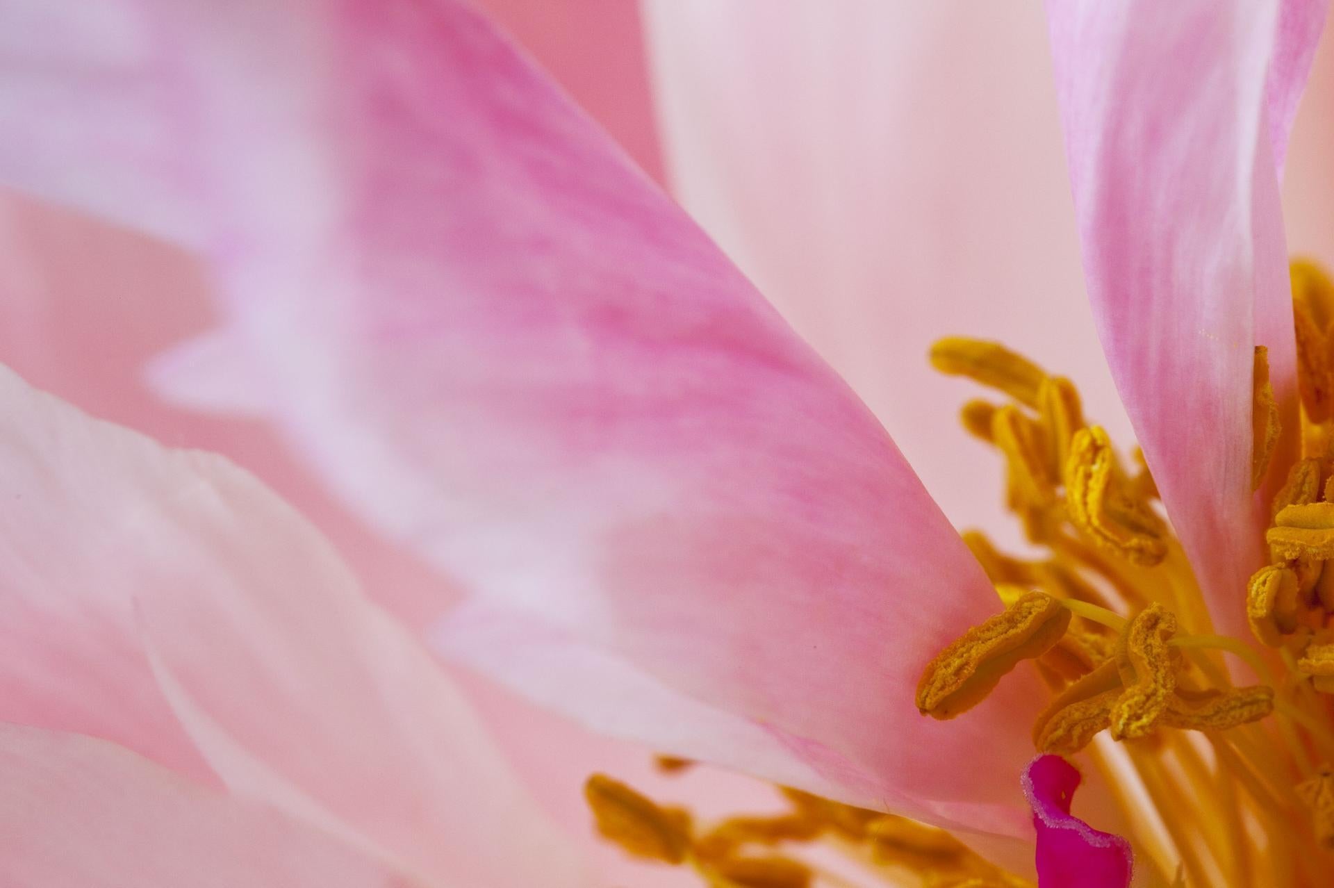 Longinging, Secret World of Plants, photographie botanique allemande - Conceptuel Photograph par Reinhard Görner