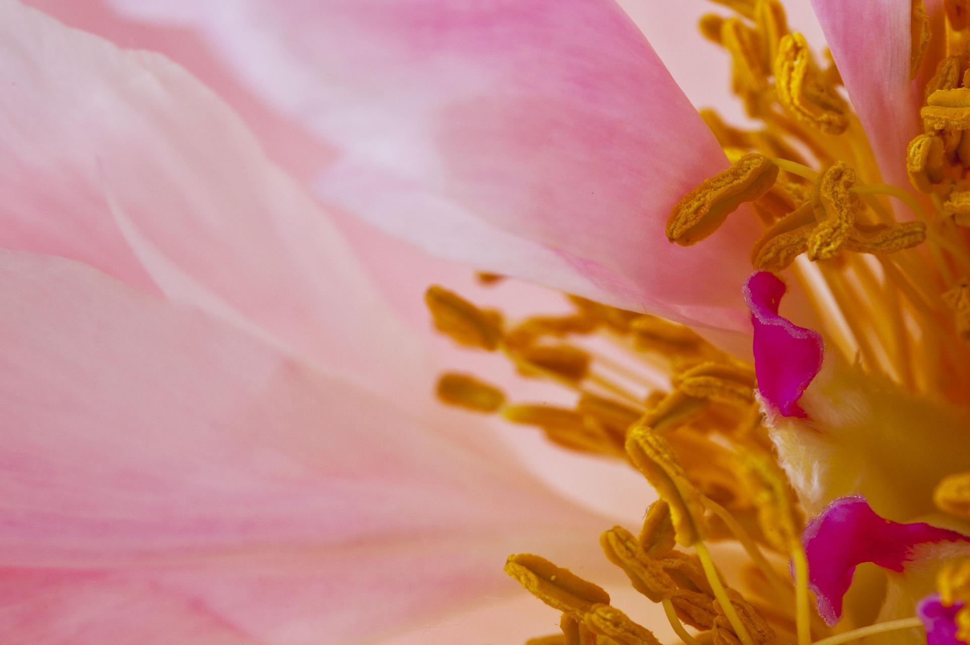Longinging, Secret World of Plants, photographie botanique allemande - Violet Still-Life Photograph par Reinhard Görner