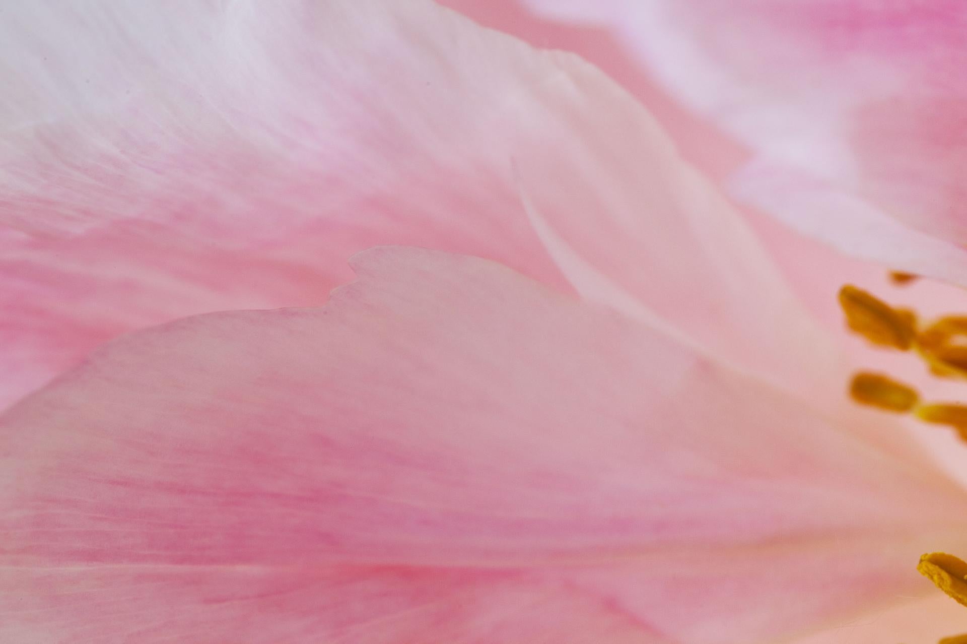 Dans cette macrophotographie envoûtante, Görner capture de façon magistrale le jeu délicat entre la forme et la couleur dans le paysage intime d'une fleur. Les pétales roses doux et diaphanes balaient le cadre comme de la soie, conduisant l'œil vers