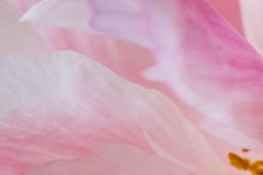 Desiderio, Mondo segreto delle piante, Fotografia macro botanica tedesca