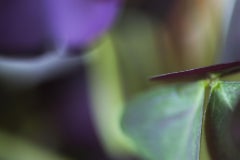Out of Nowhere, Secret World of Plants, German Macro Botanical Photograph