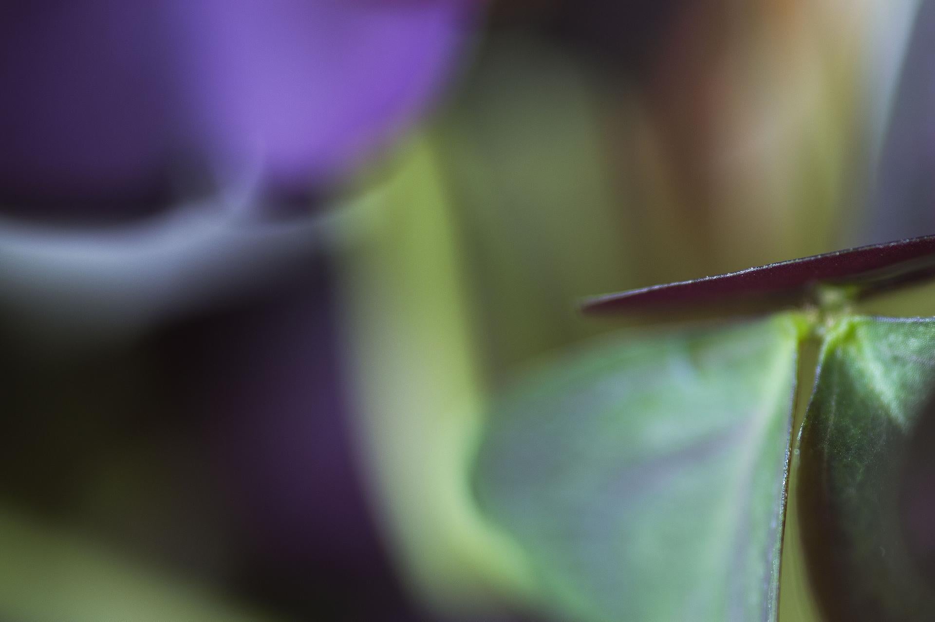 Out of Nowhere, Secret World of Plants, German Macro Botanical Photograph - Black Color Photograph by Reinhard Görner