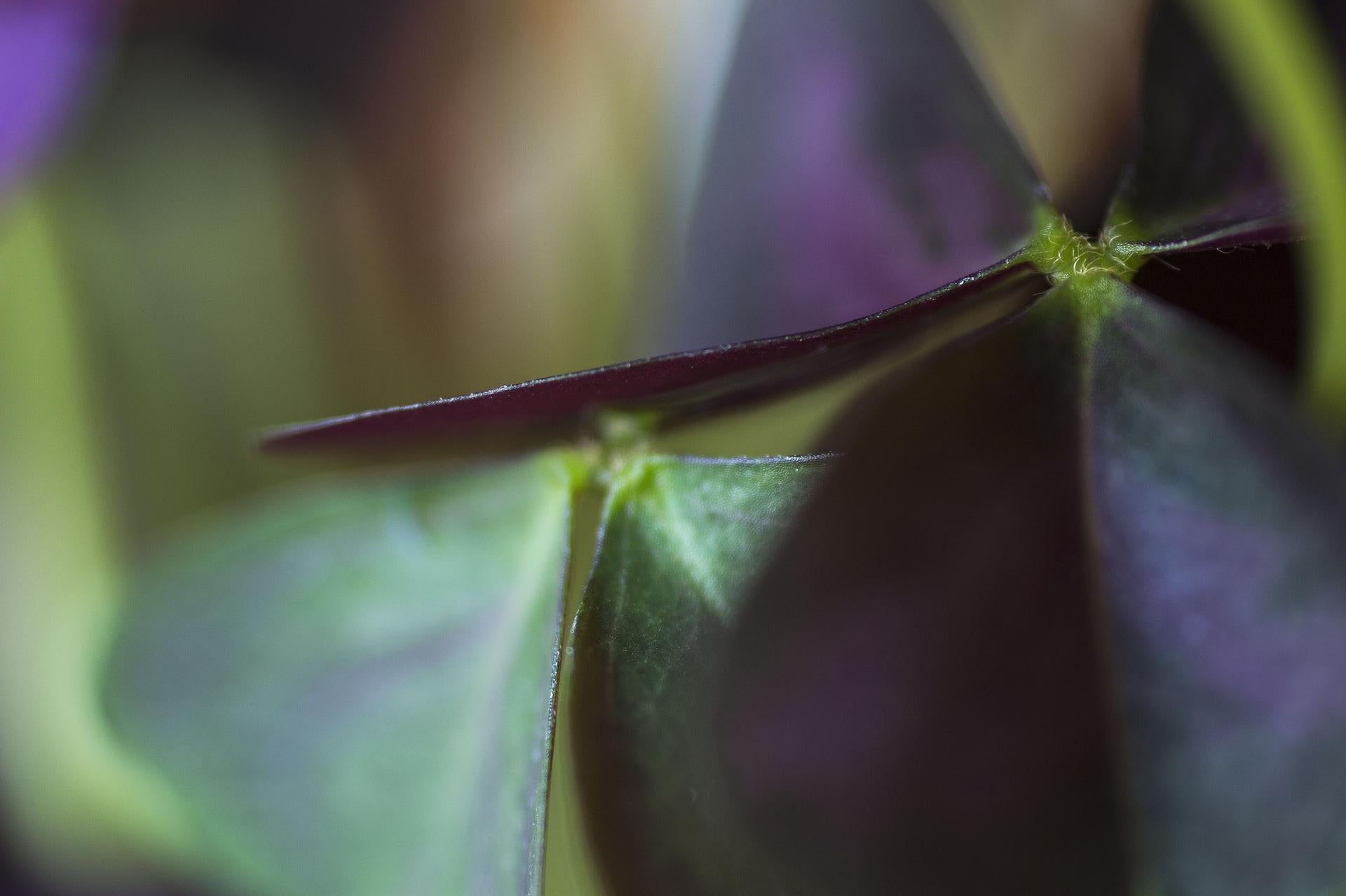 In Out of Nowhere, part of Reinhard Görner's Secret World of Plants series, the delicate interplay of deep purples, vibrant greens, and soft-focus backgrounds creates an evocative and mysterious atmosphere. This German macro botanical photograph