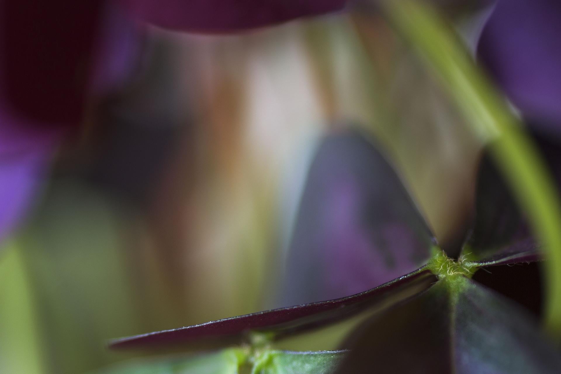 Außergewöhnlich, Secret World of Plants, Deutsche Macro Botanical Photographie im Angebot 1
